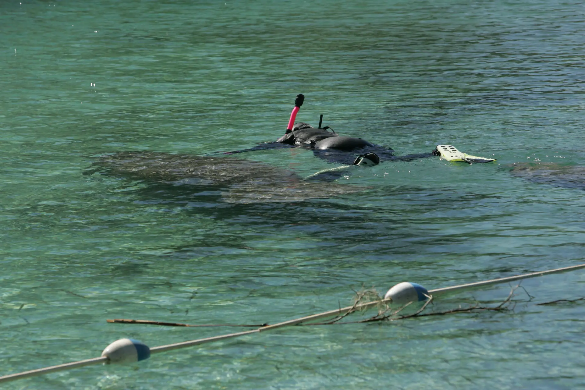 Eine Schnorchlerin treibt neben einer Florida-Seekuh im klaren Wasser des Crystal River