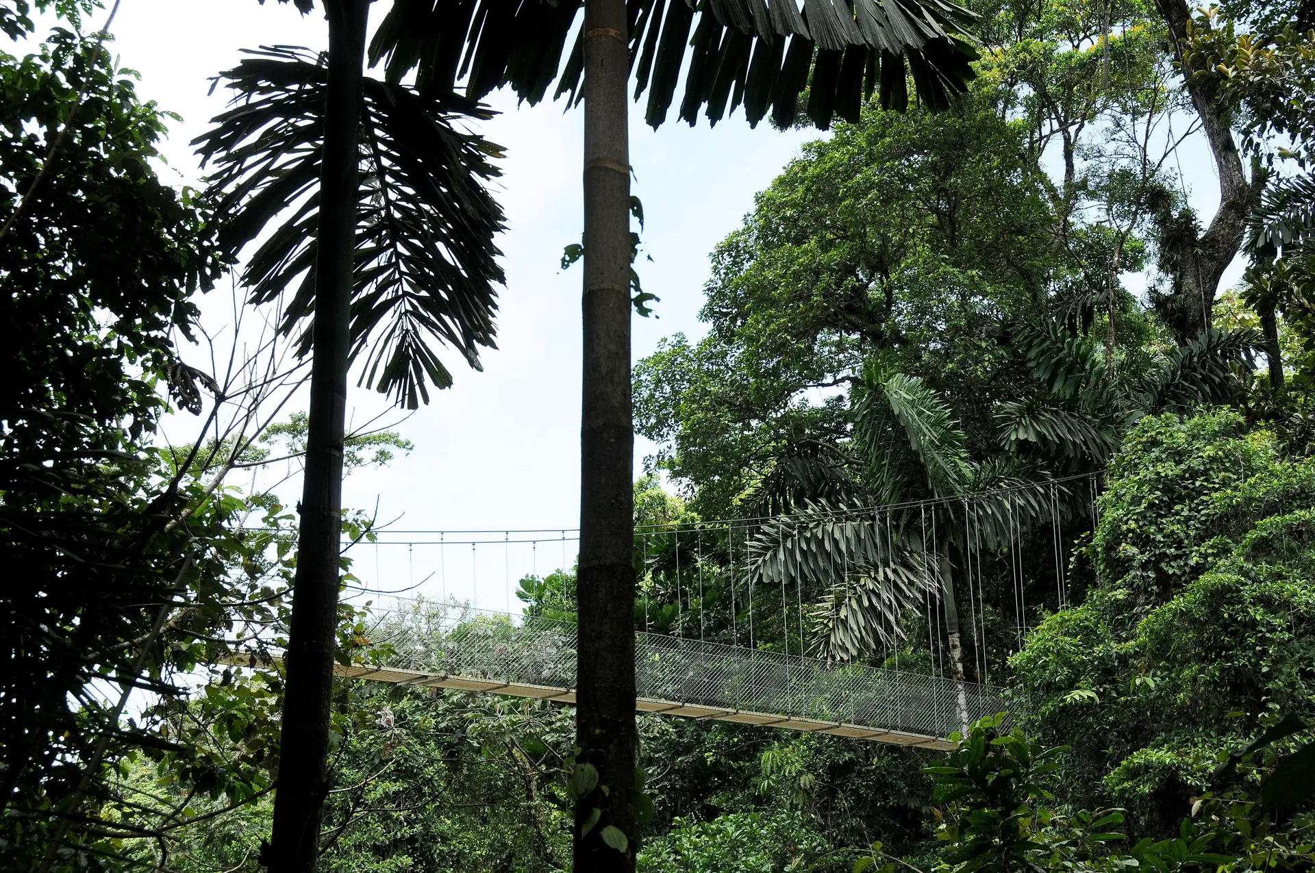 A hanging bridge crossing the rainforest canopy at Arenal
