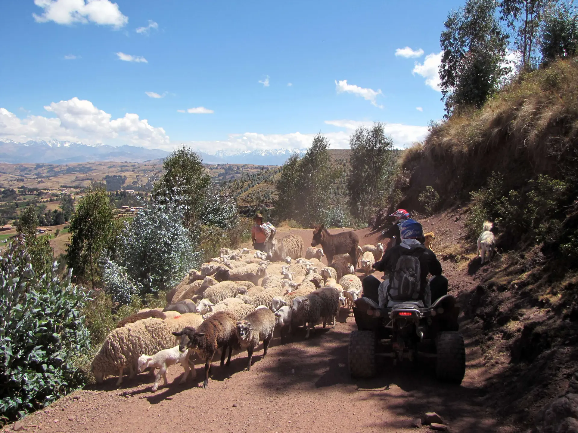 Ein Fahrer auf dem Quad auf der Schotterpiste nach Maras und Moray, vor ihm eine Schafherde auf dem Weg, dahinter Eukalyptus und Andenhügel