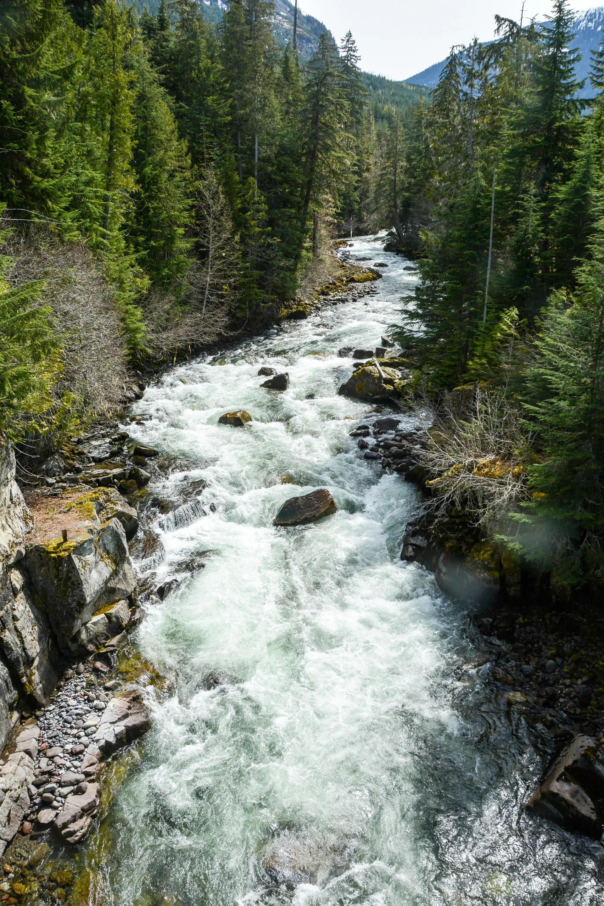 The turquoise Cheakamus River rushing over boulders between dark conifers near Whistler