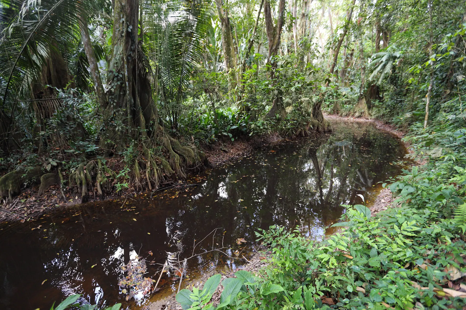 A slow jungle creek under rainforest canopy in Belize
