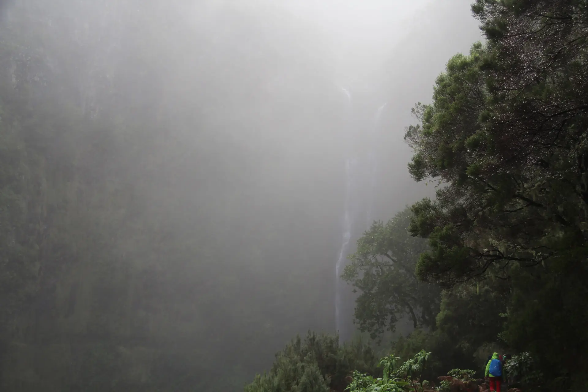 Risco waterfall in the mist, surrounded by laurel forest