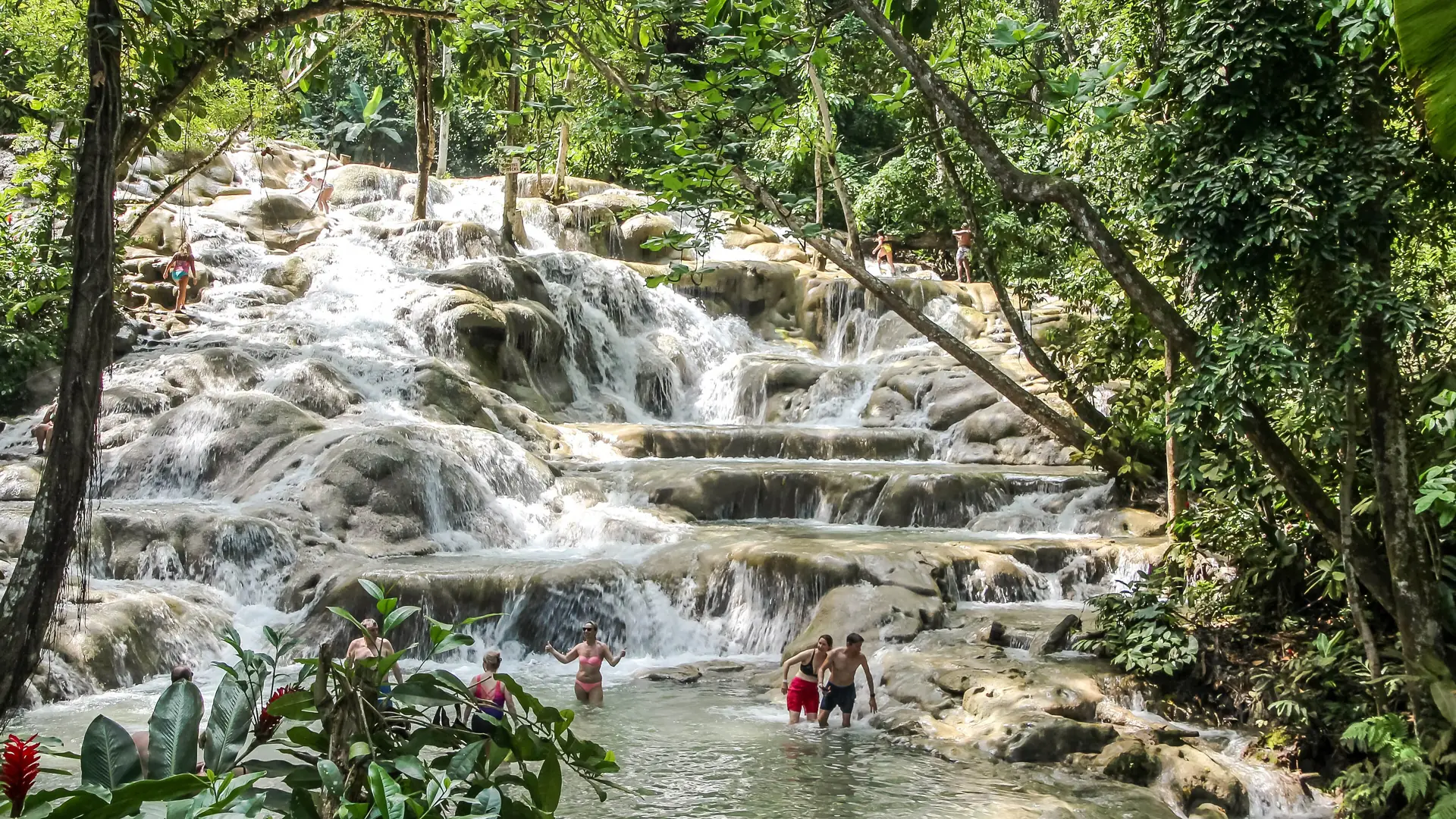 Visitors climbing the terraced travertine cascades of Dunn's River Falls under the trees