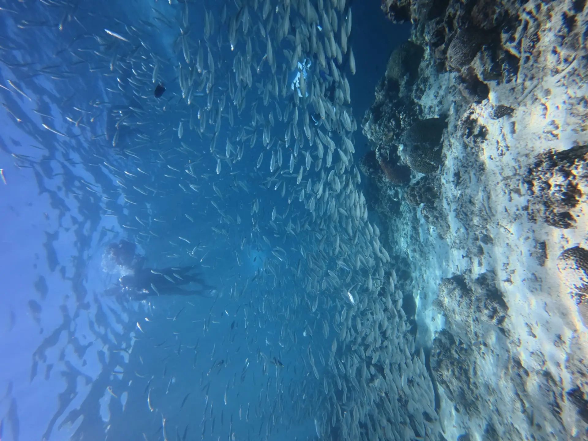 A snorkeller hanging in blue water beside a dense wall of sardines along the Moalboal drop-off