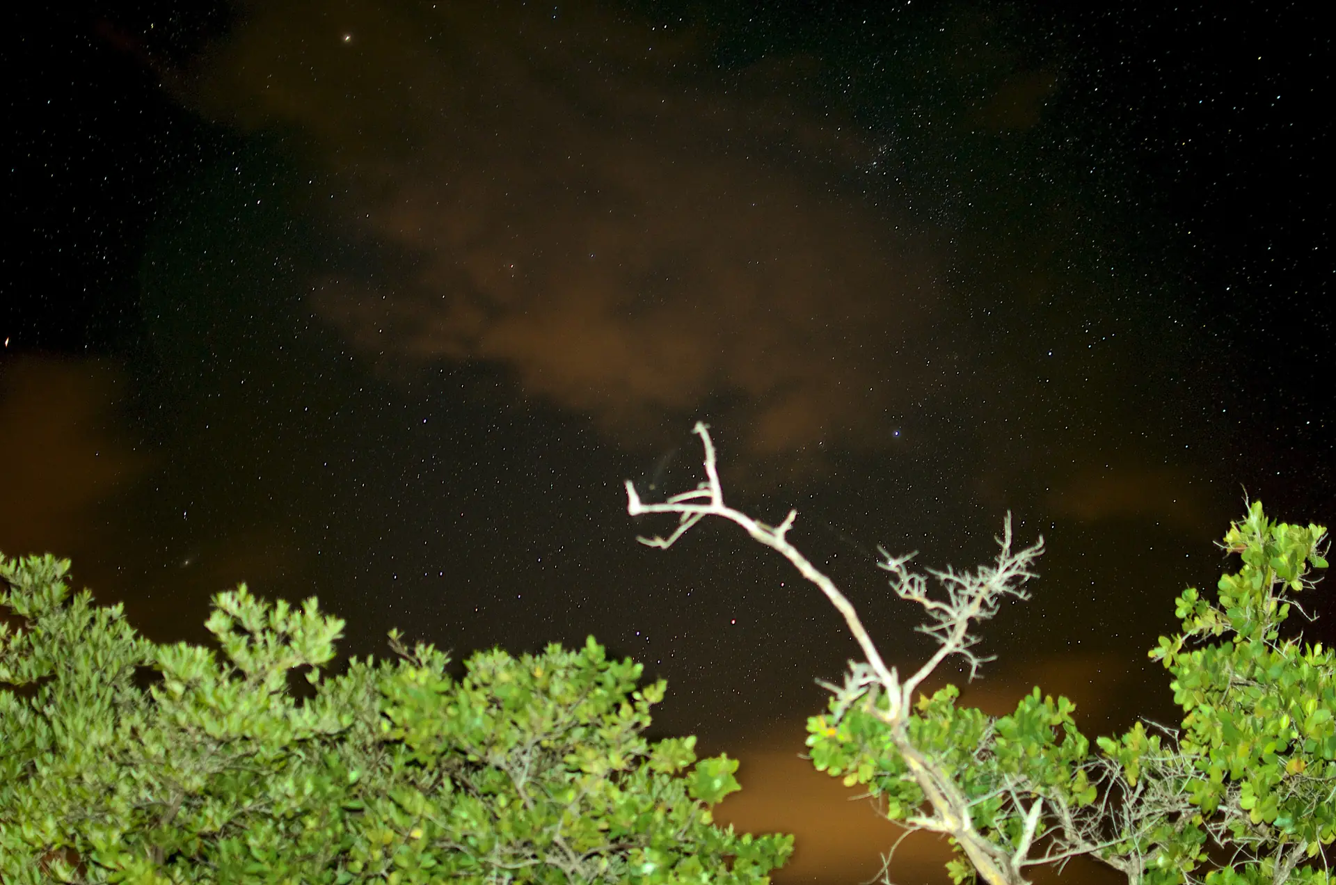 Mangroves and a star-filled sky over Mosquito Bay on Vieques at night