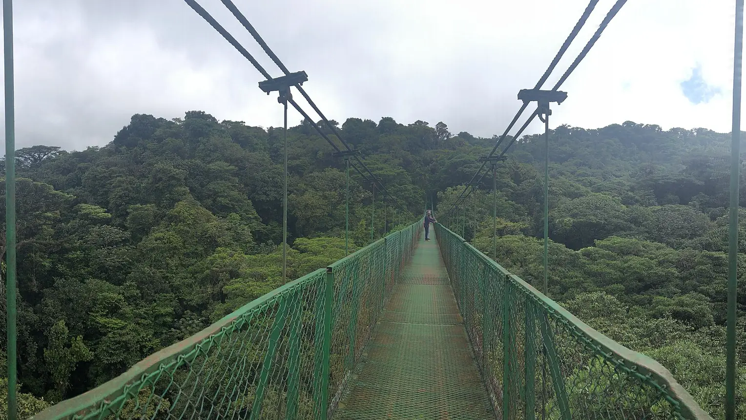 Cloud forest canopy at Monteverde seen from a hanging bridge