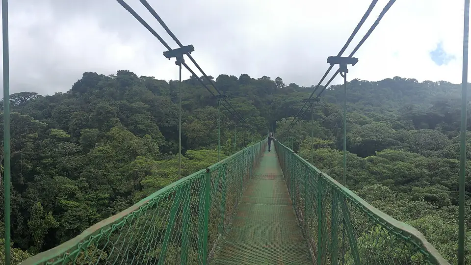 Cloud forest canopy at Monteverde seen from a hanging bridge