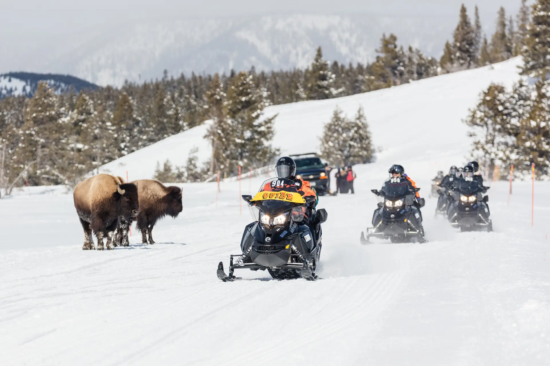 Eine geführte Schneemobilgruppe fährt im Yellowstone nahe dem Lower Geyser Basin an zwei Bisons vorbei