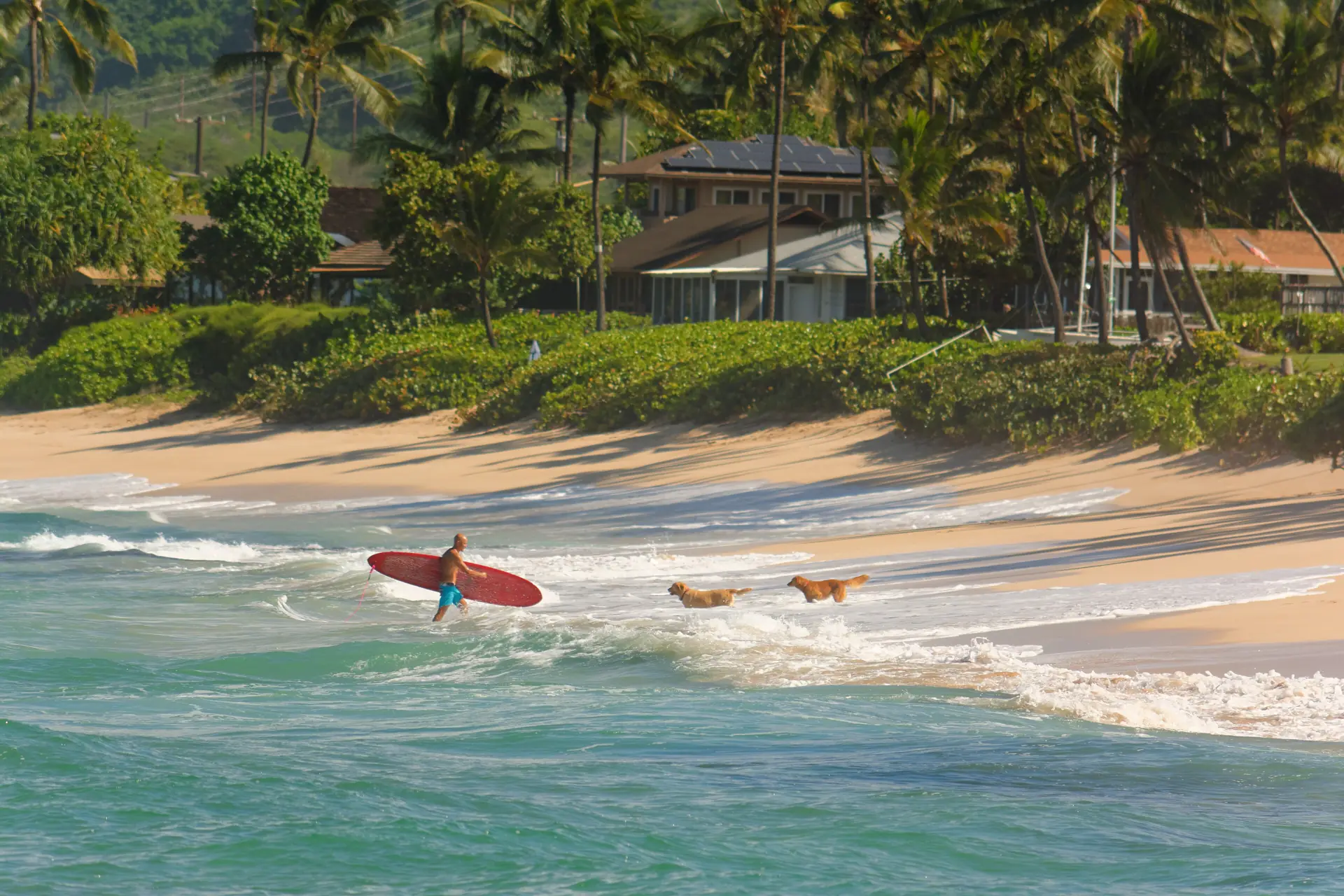 Brandung an der felsigen North-Shore-Küste bei Haleiwa, blaues Wasser und dunkle Lava