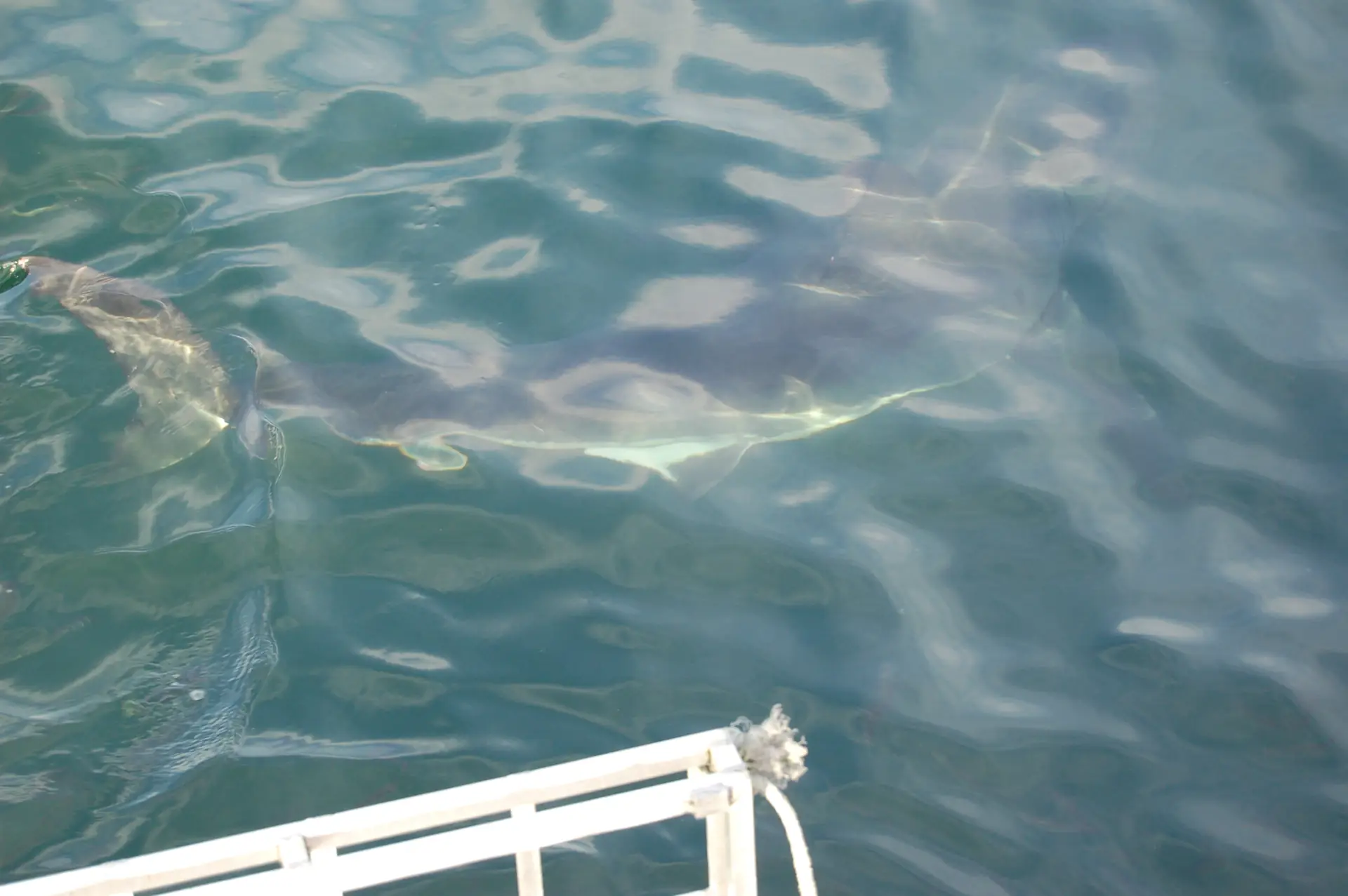 A shark passing the surface beside a steel cage hung from a boat in the green water off Gansbaai