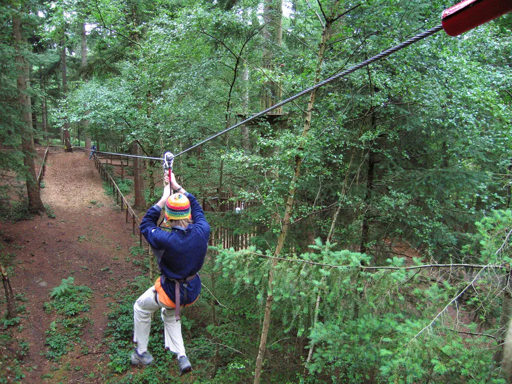 Eine Zipline durch einen Kiefernwald in einem Go-Ape-Park